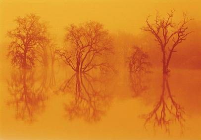 Tierbestattung Broghammer